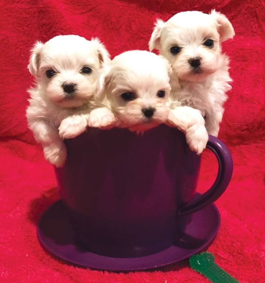 Oak Grove Maltese breeder image 7