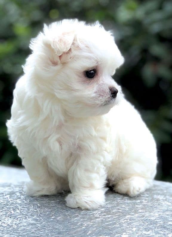 Oak Grove Maltese breeder image 8