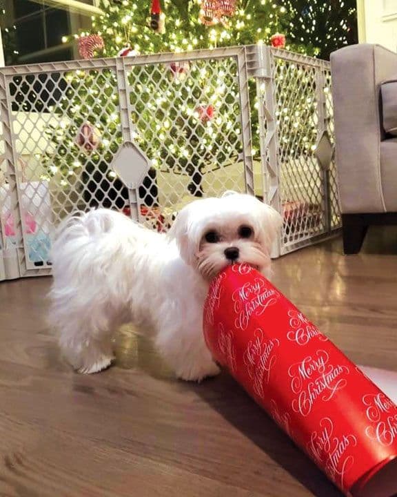Oak Grove Maltese breeder image 10