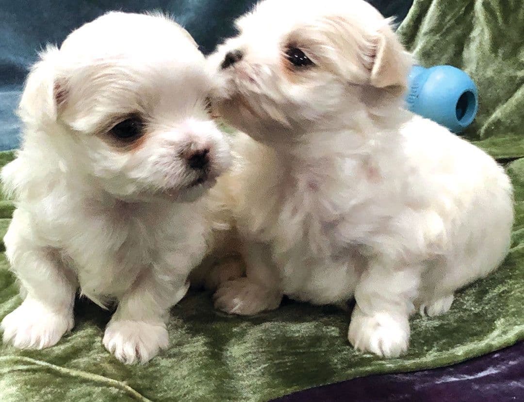 Oak Grove Maltese breeder image 12