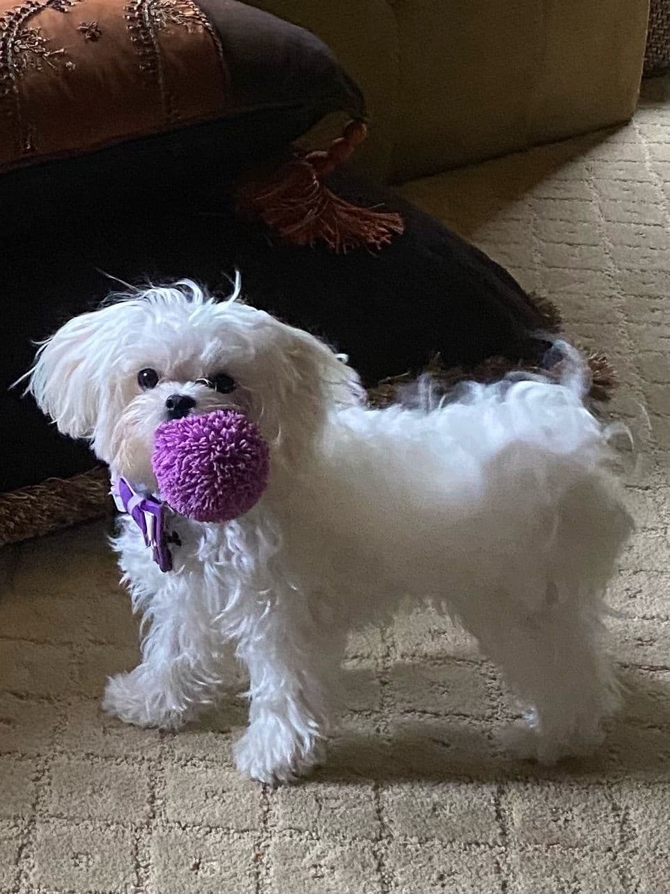 Oak Grove Maltese breeder image 11