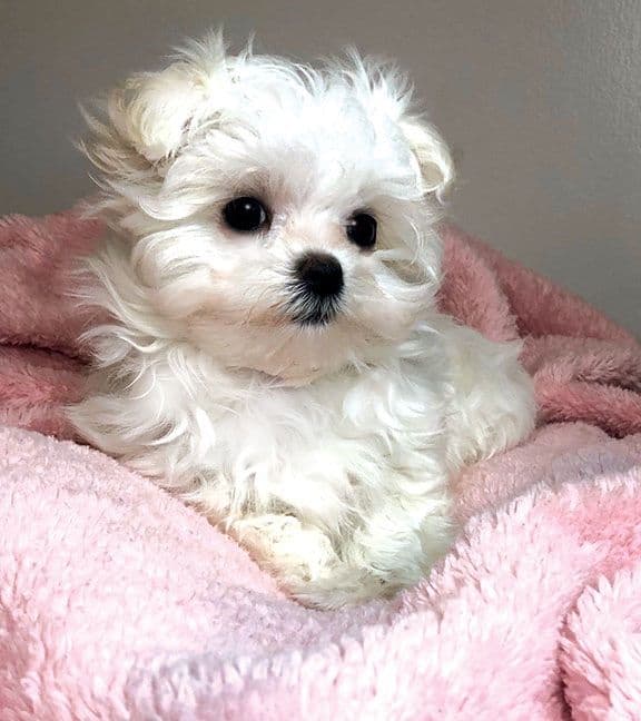 Oak Grove Maltese breeder image 13