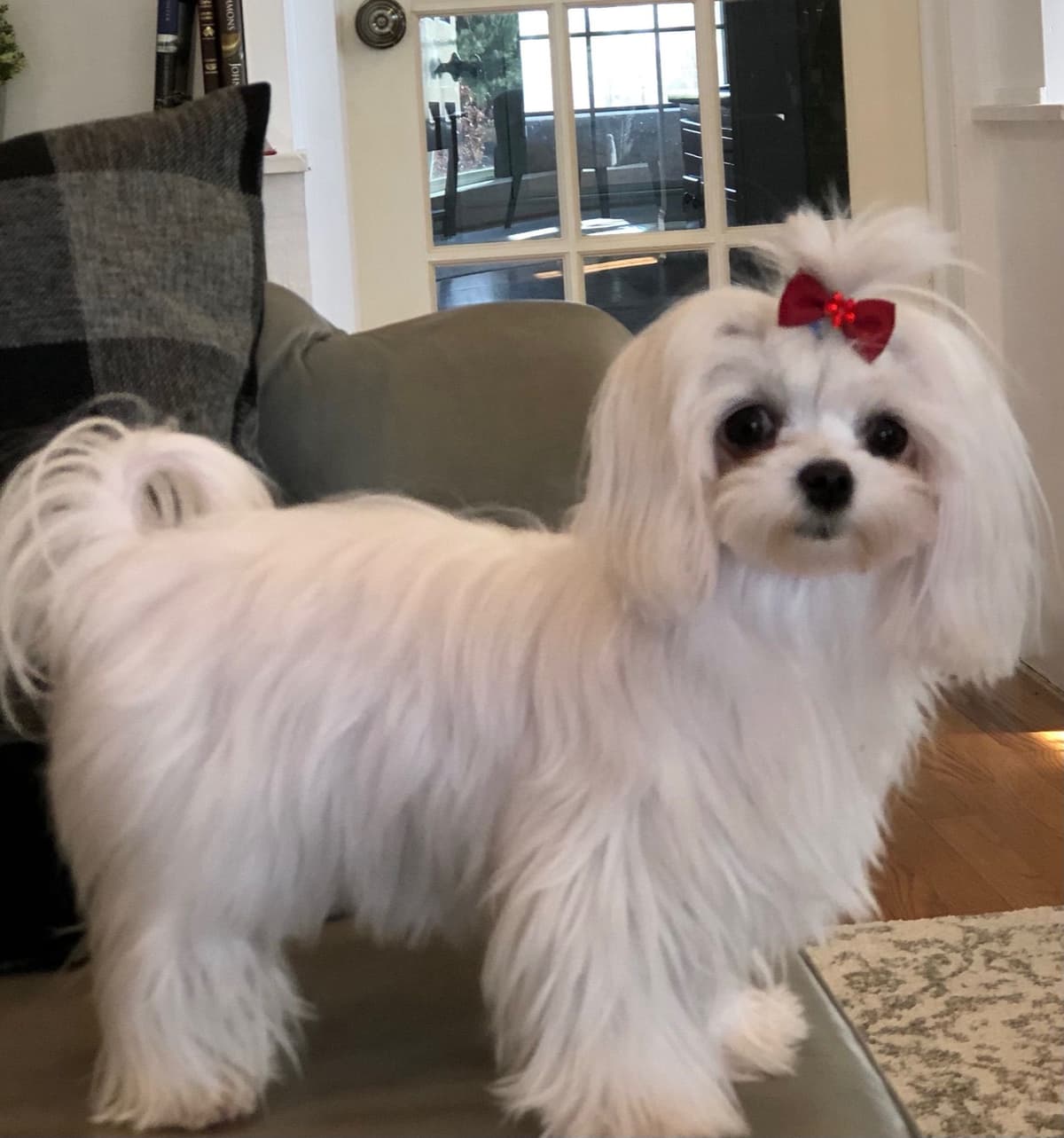 Oak Grove Maltese breeder image 14