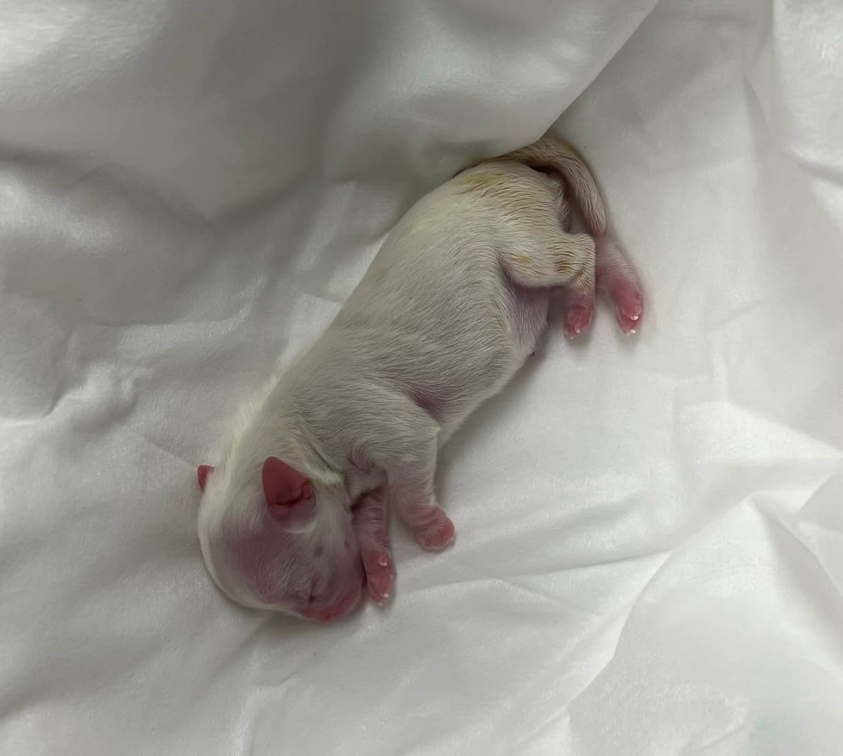 Oak Grove Maltese breeder image 15