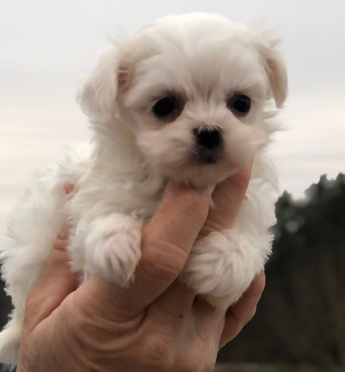 Oak Grove Maltese breeder image 16