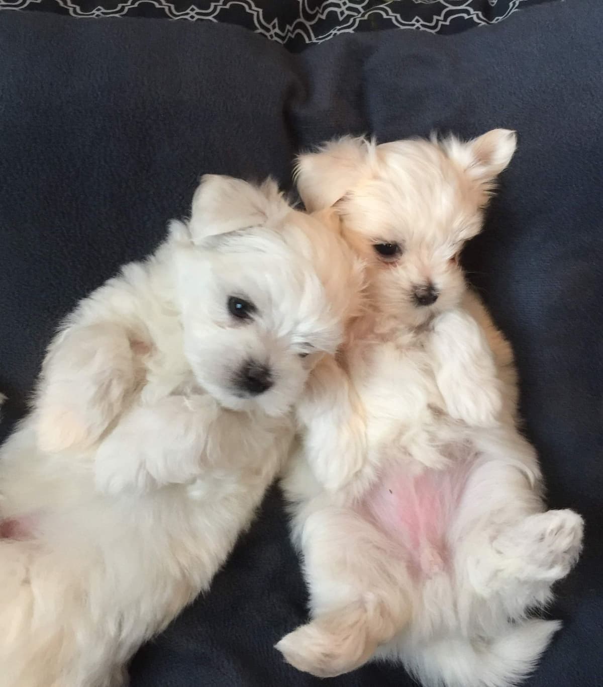 Oak Grove Maltese breeder image 17
