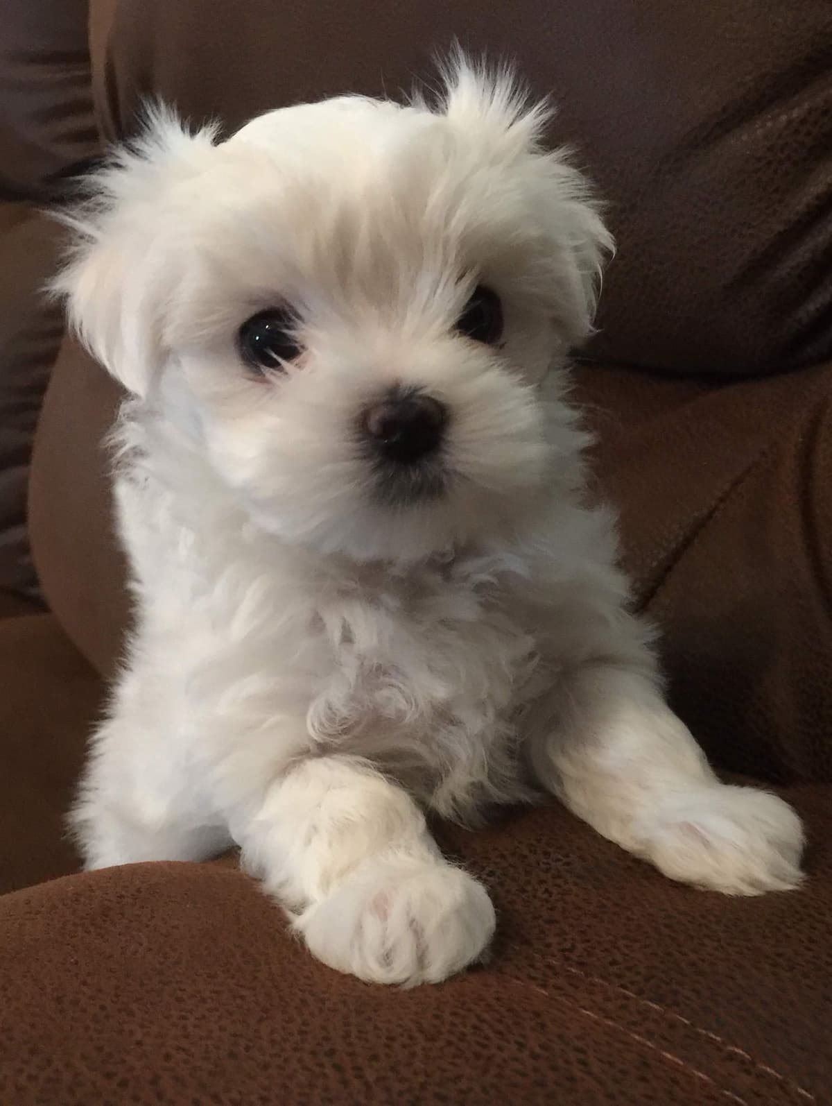 Oak Grove Maltese breeder image 19