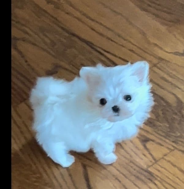 Oak Grove Maltese breeder image 21