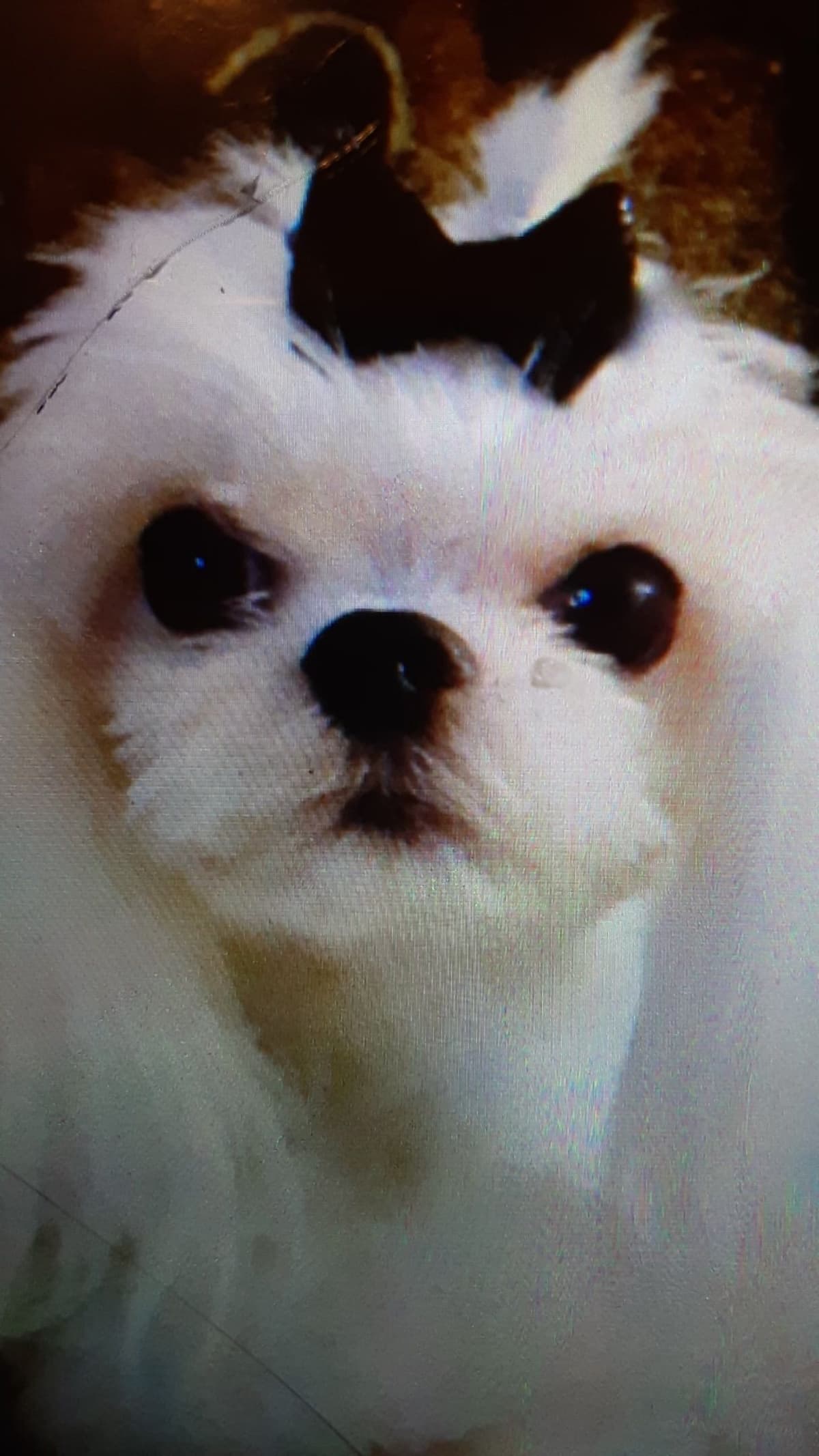 Oak Grove Maltese breeder image 22