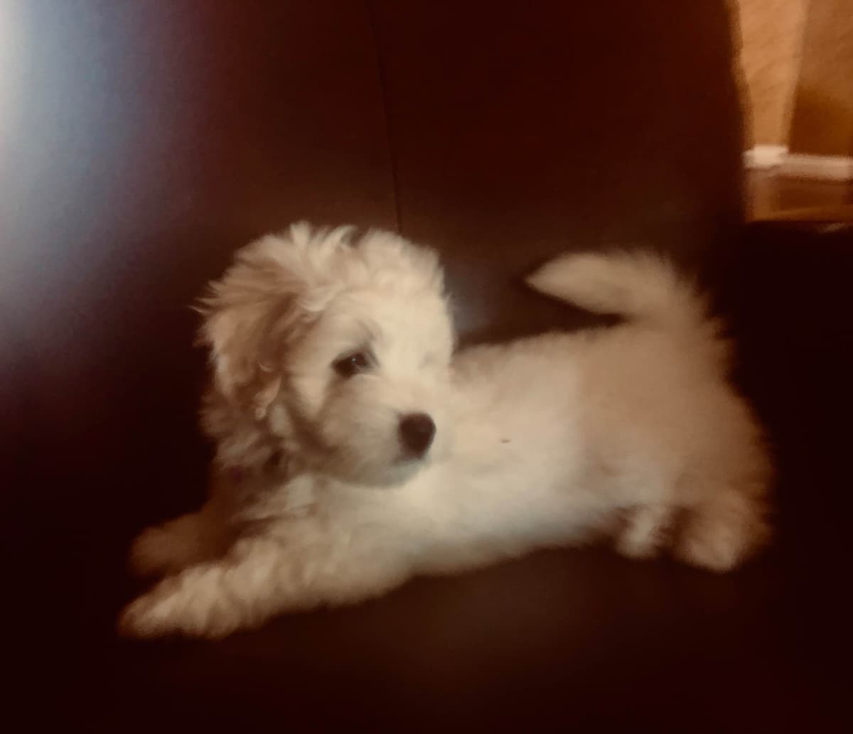 Coton de Tulear Puppies breeder image 5