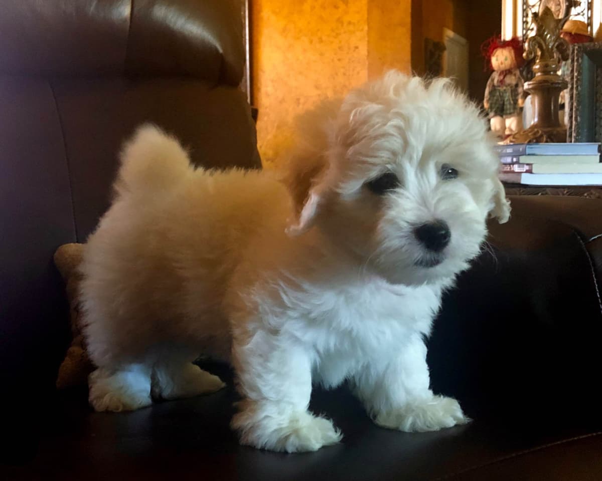 Coton de Tulear Puppies breeder image 6