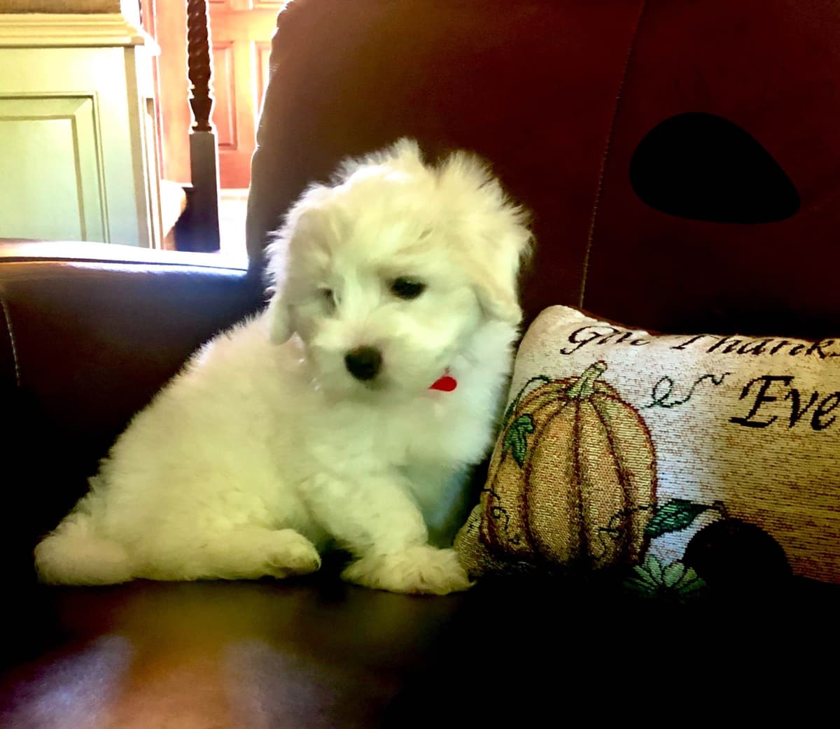 Coton de Tulear Puppies breeder image 7