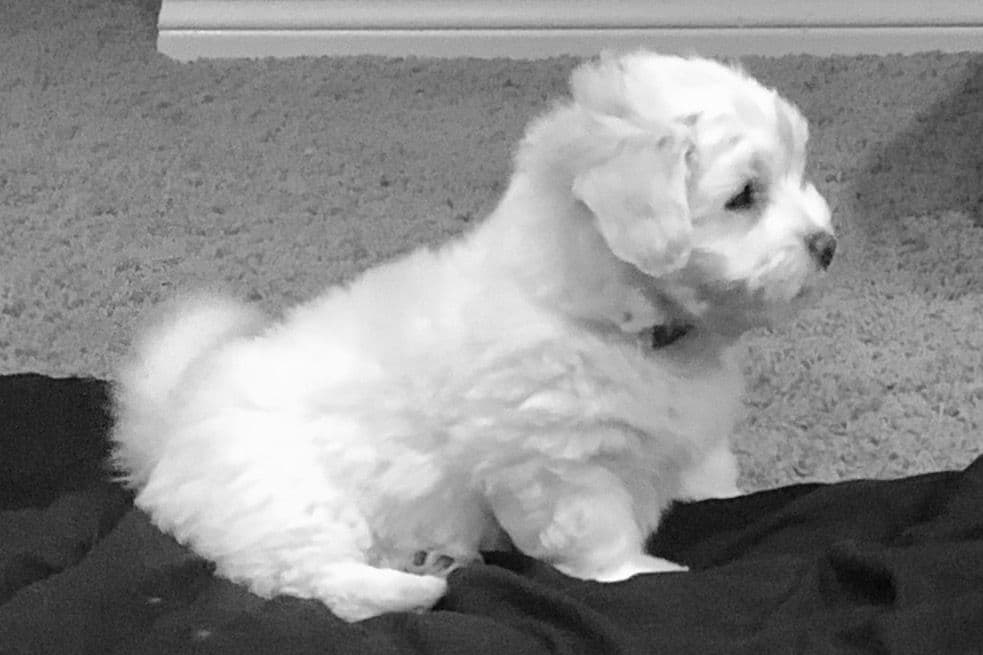Coton de Tulear Puppies breeder image 4