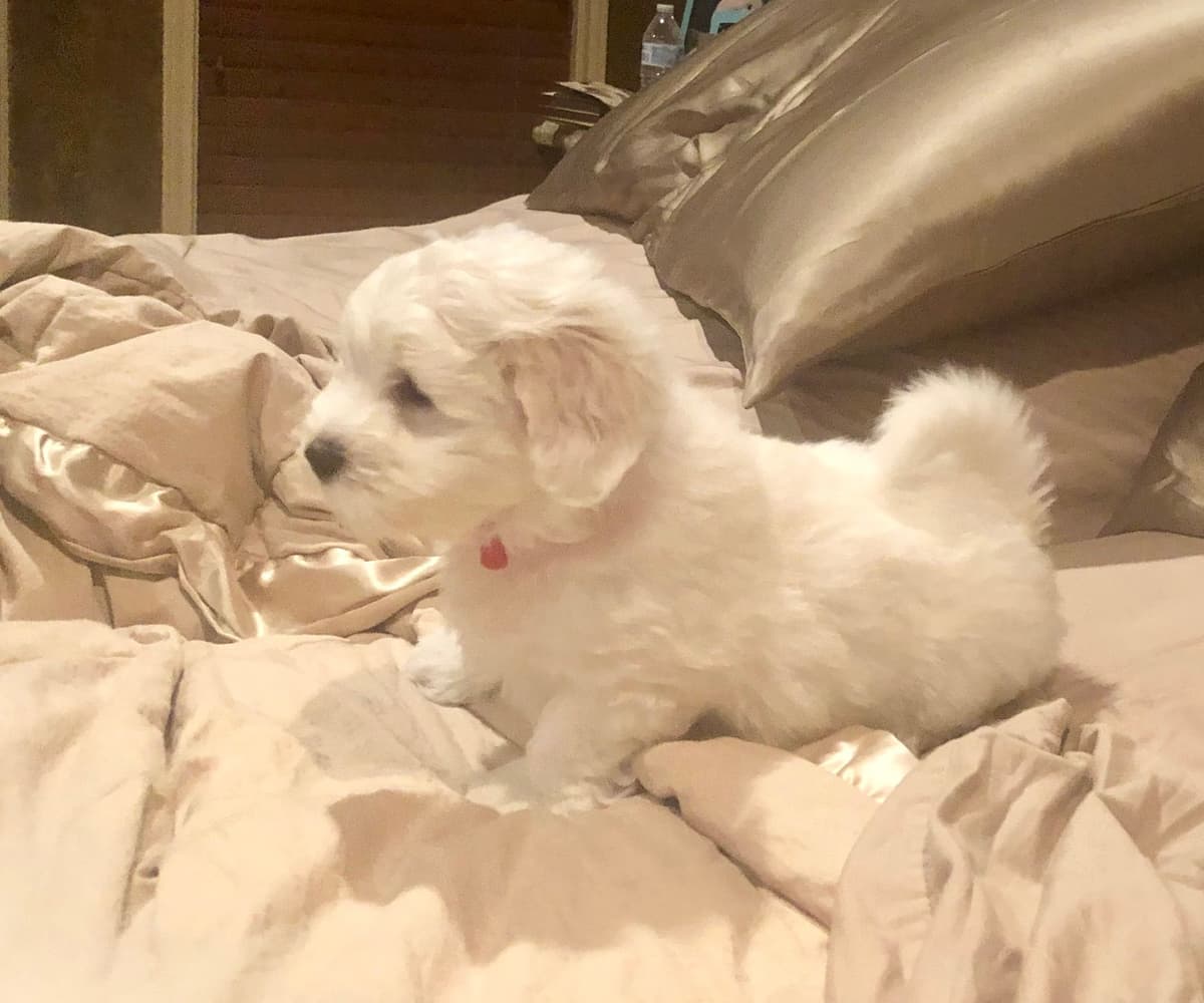 Coton de Tulear Puppies breeder image 8