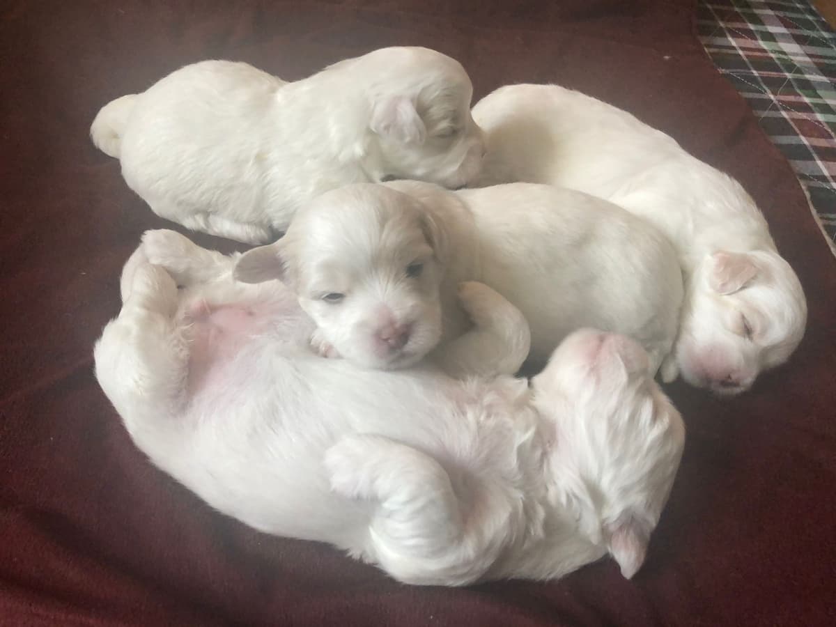 Coton de Tulear Puppies breeder image 9
