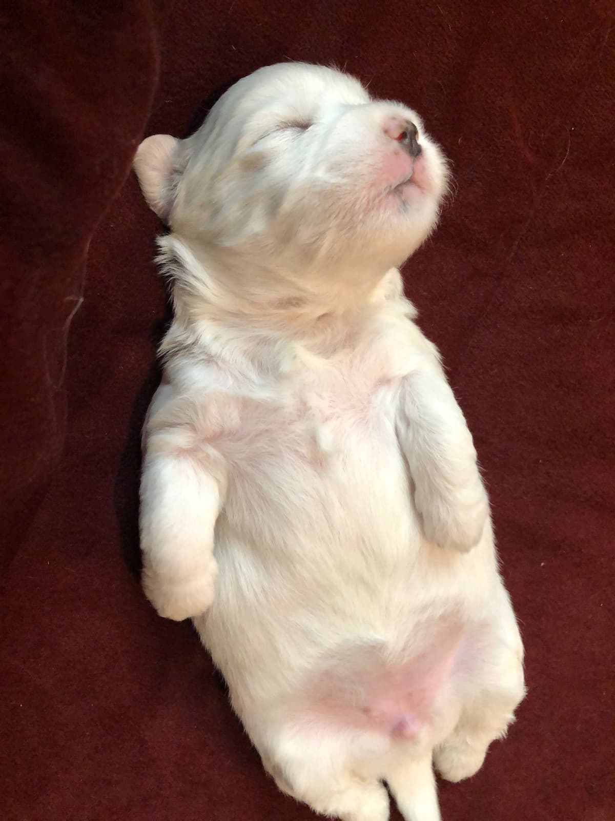 Coton de Tulear Puppies breeder image 10