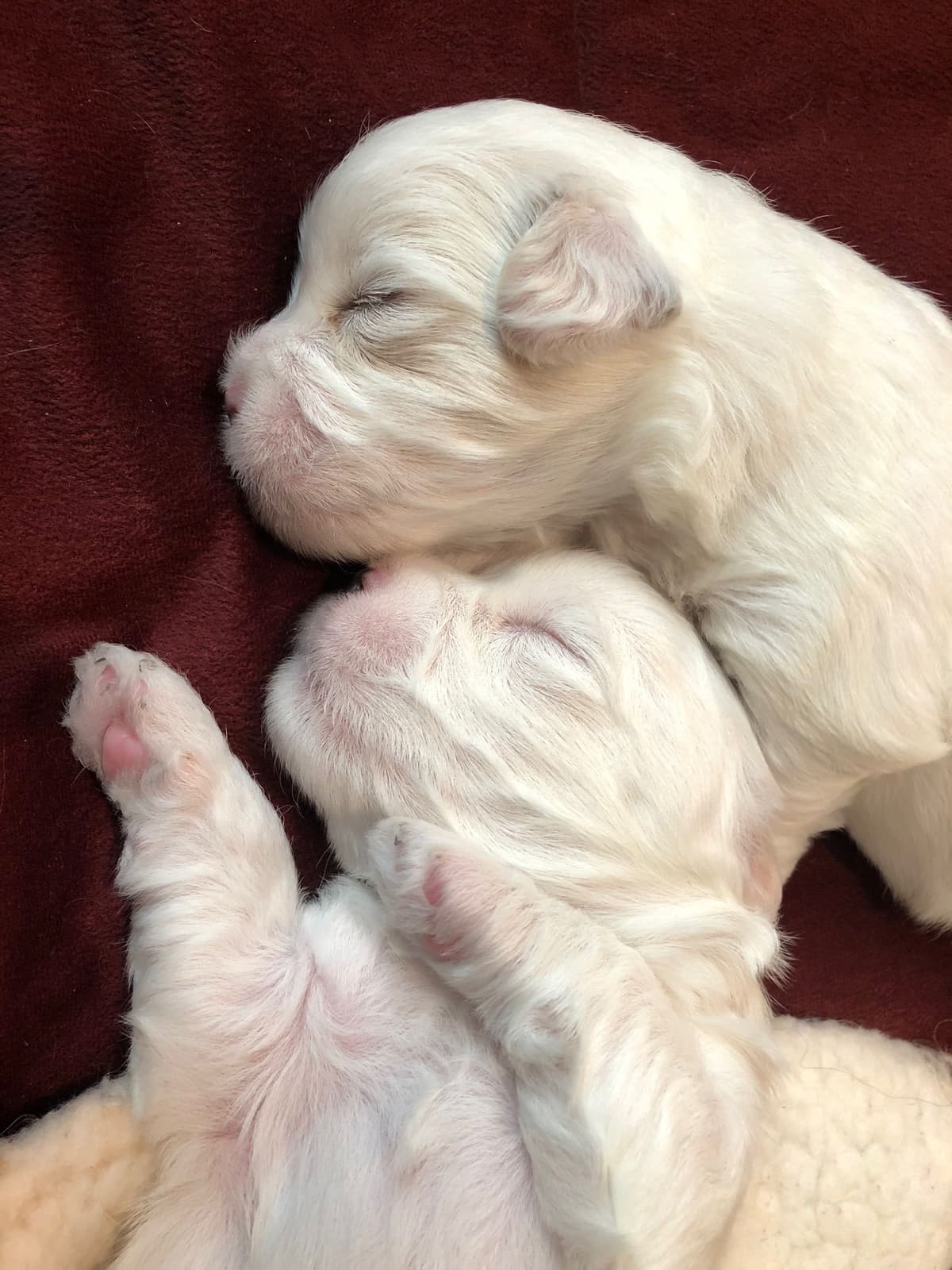 Coton de Tulear Puppies breeder image 3