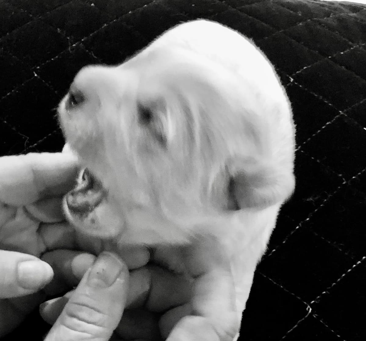 Coton de Tulear Puppies breeder image 11