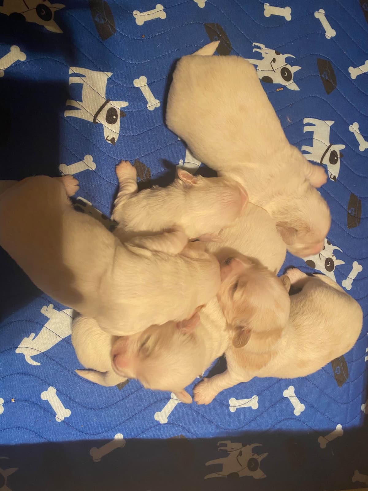 Coton de Tulear Puppies breeder image 12