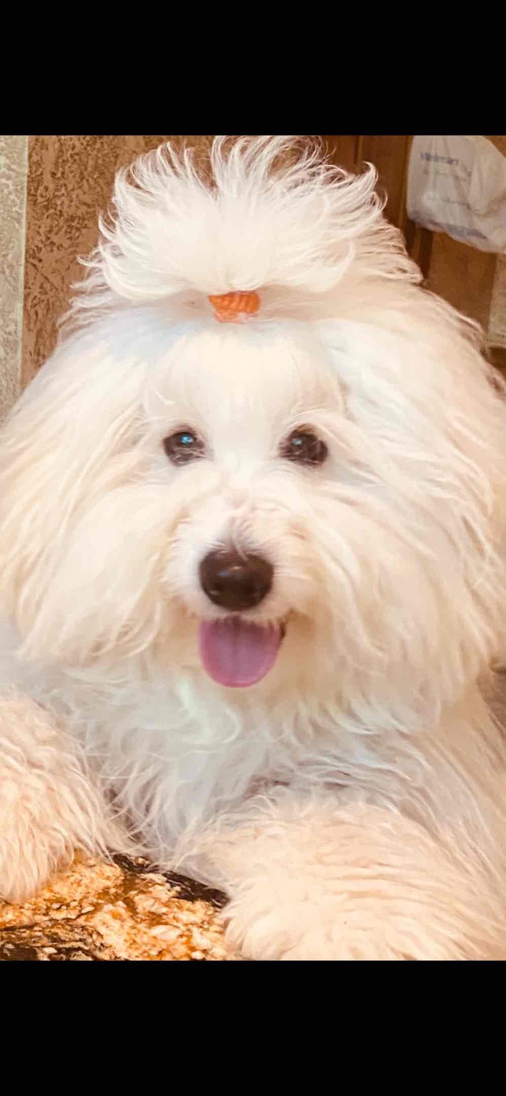 Coton de Tulear Puppies breeder image 13