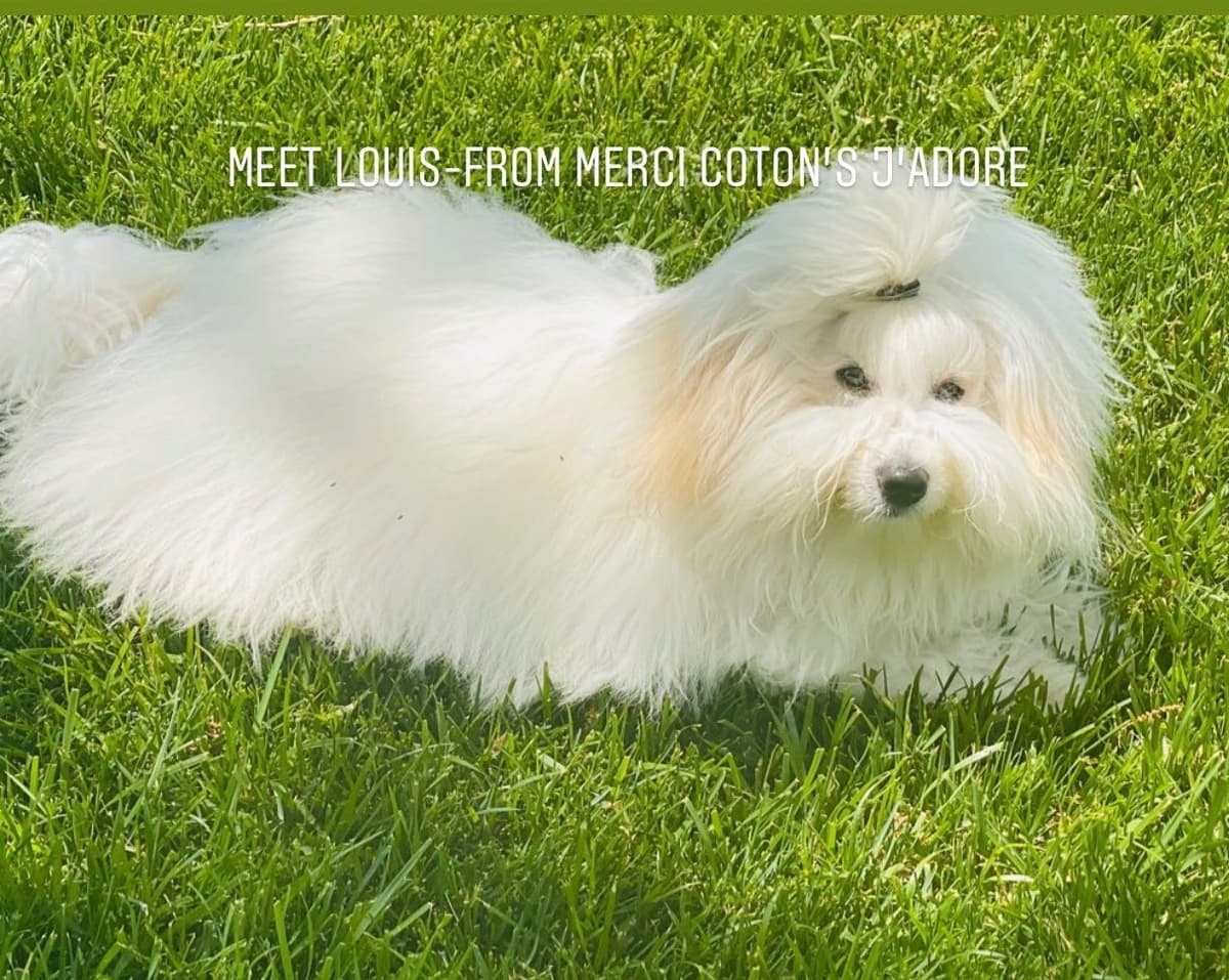 Coton de Tulear Puppies breeder image 15