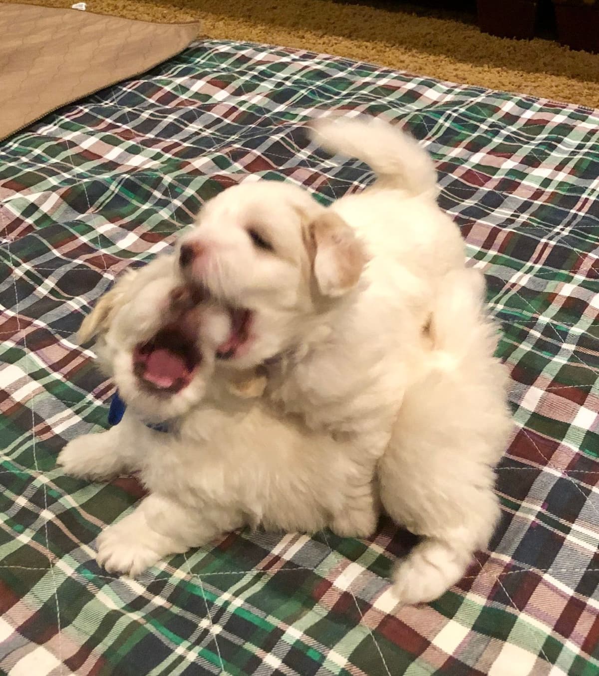 Coton de Tulear Puppies breeder image 16