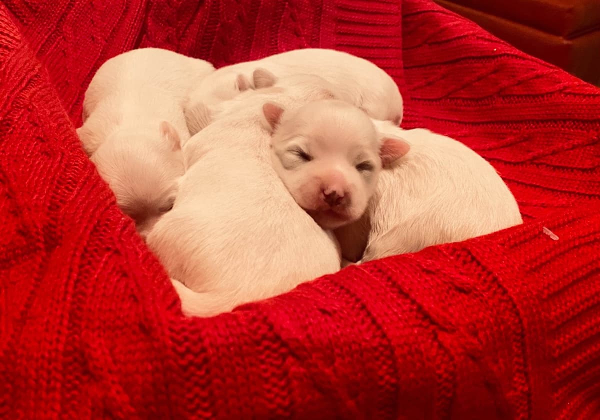 Coton de Tulear Puppies breeder image 1