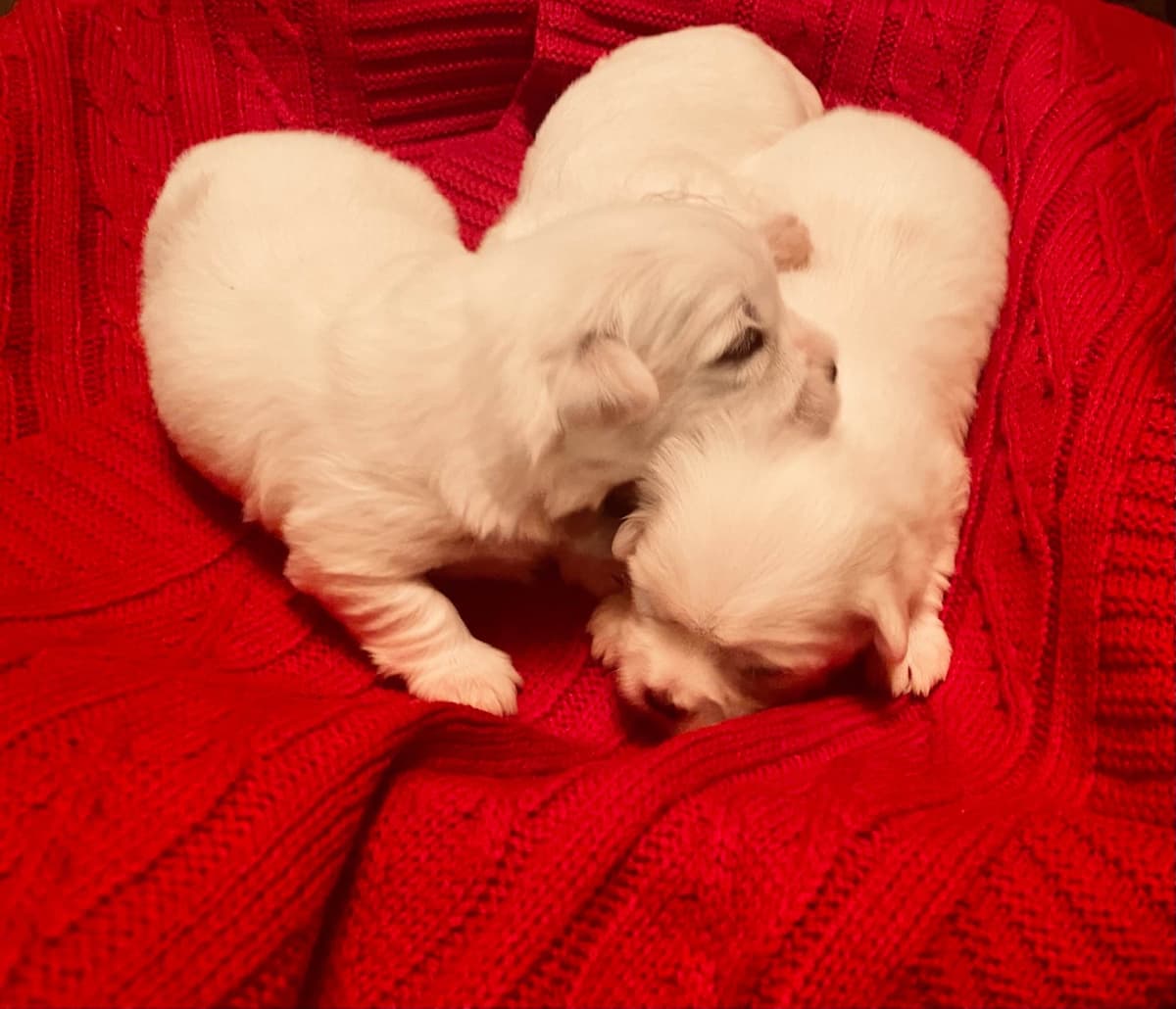 Coton de Tulear Puppies breeder image 17