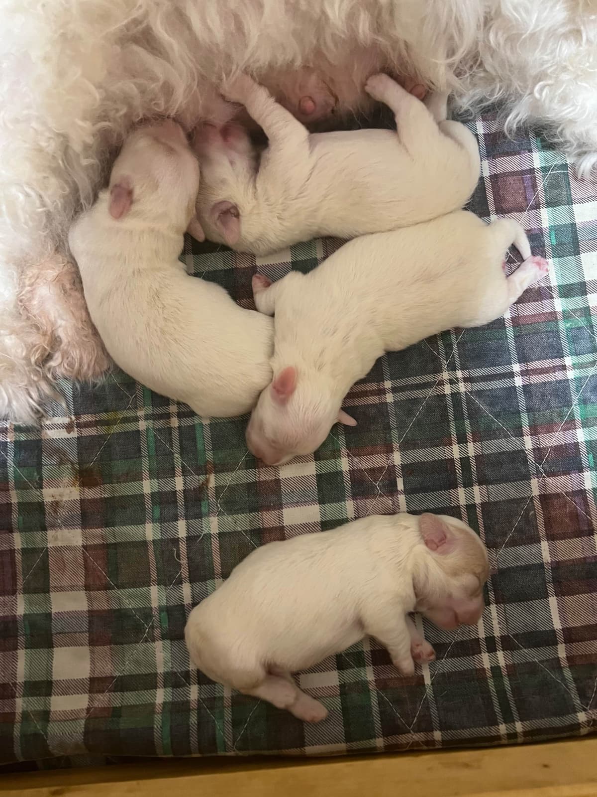 Coton de Tulear Puppies breeder image 18