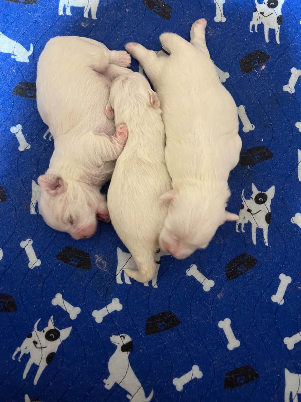 Coton de Tulear Puppies breeder image 23