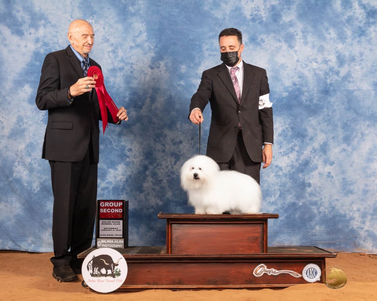 Coton de Tulear Puppies breeder image 24