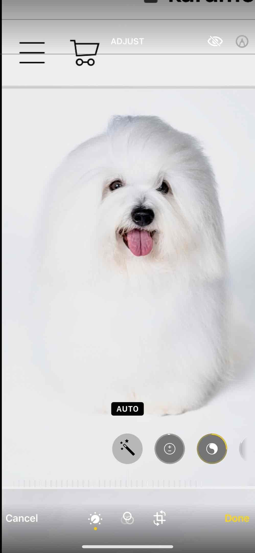 Coton de Tulear Puppies breeder image 25