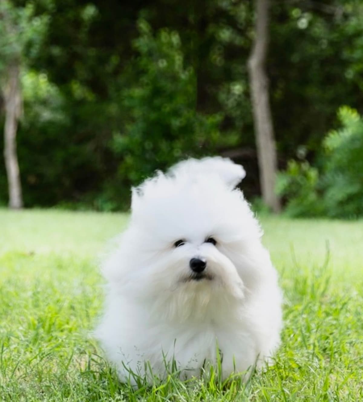 Coton de Tulear Puppies breeder image 27