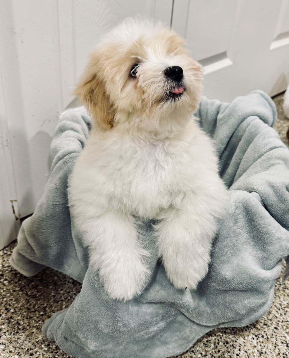 Coton de Tulear Puppies breeder image 28