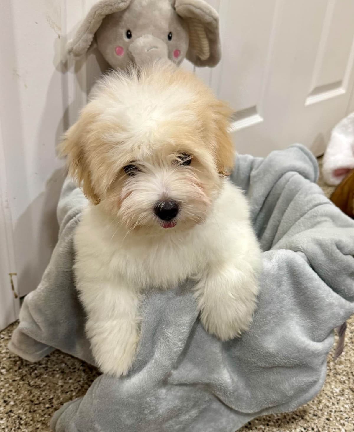 Coton de Tulear Puppies breeder image 29