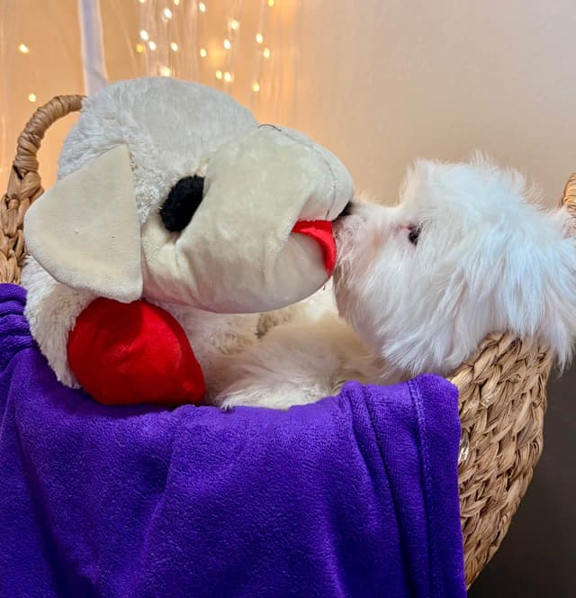 Coton de Tulear Puppies media 2