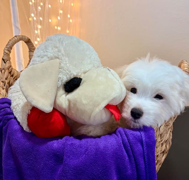 Coton de Tulear Puppies media 3
