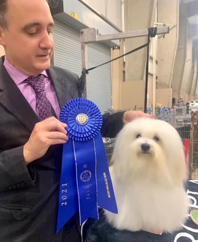 Coton de Tulear Puppies media 4