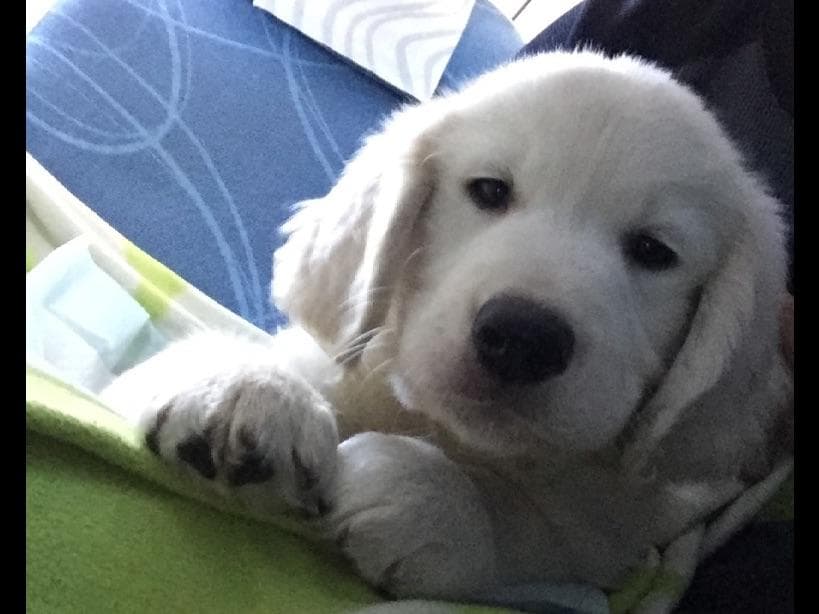 Golden Retriever Puppies breeder image 1