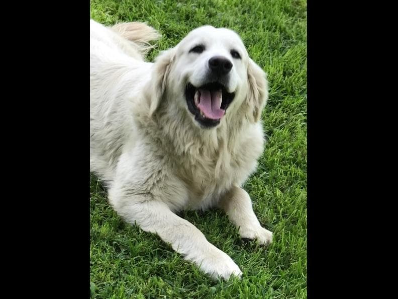Golden Retriever Puppies breeder image 3