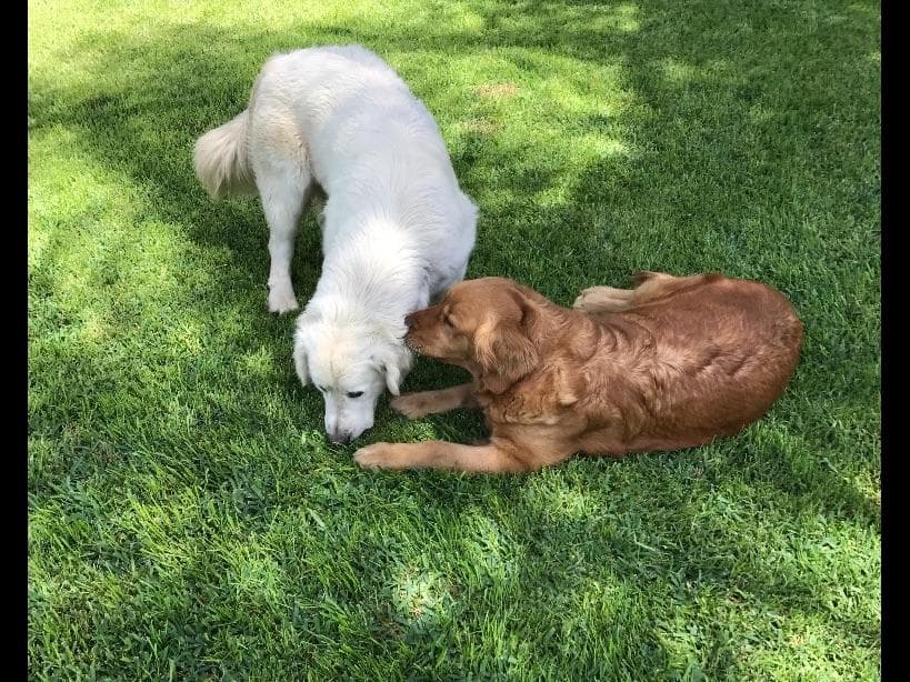 Golden Retriever Puppies breeder image 4