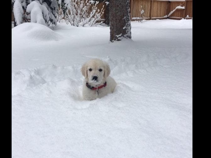 Golden Retriever Puppies breeder image 5