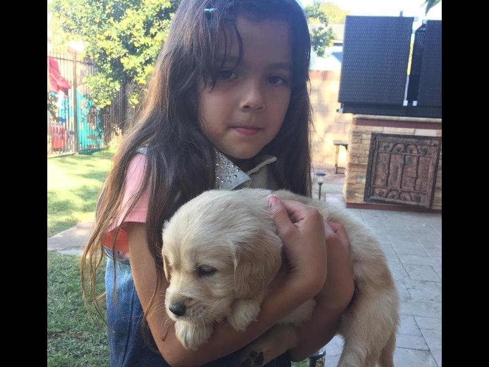 Golden Retriever Puppies breeder image 6