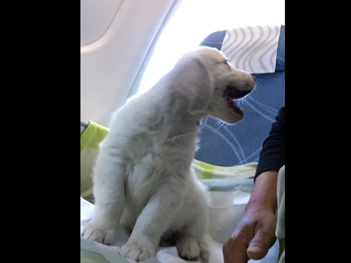 Golden Retriever Puppies breeder image 8