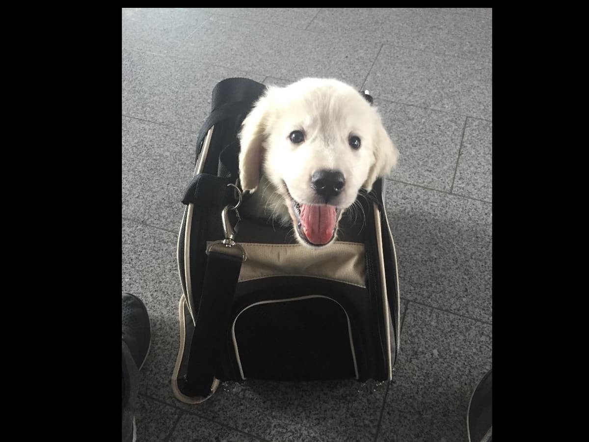 Golden Retriever Puppies breeder image 9