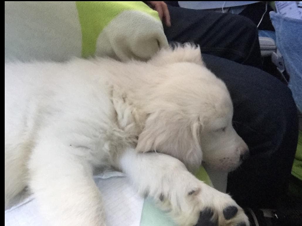Golden Retriever Puppies breeder image 10
