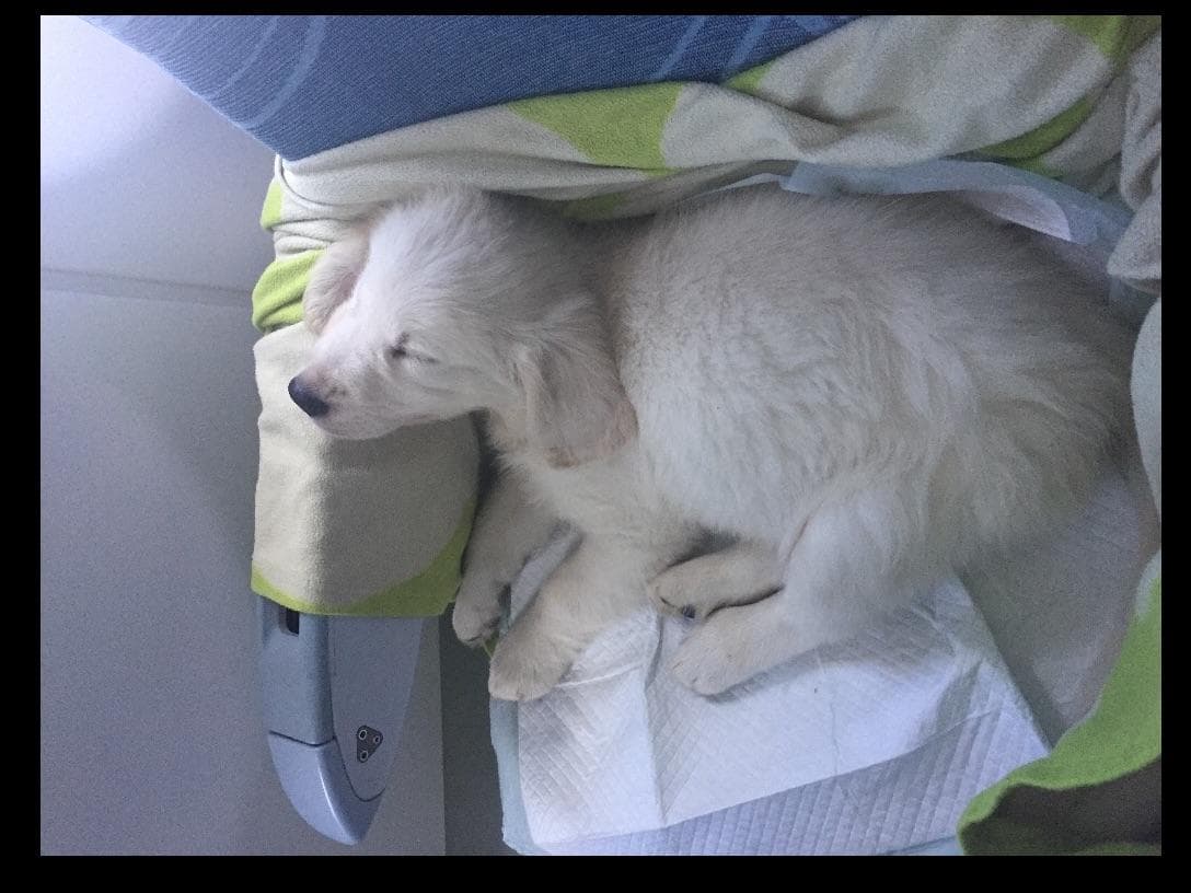 Golden Retriever Puppies breeder image 11