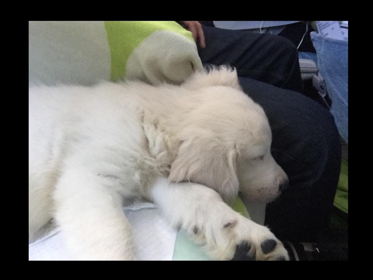 Golden Retriever Puppies breeder image 12