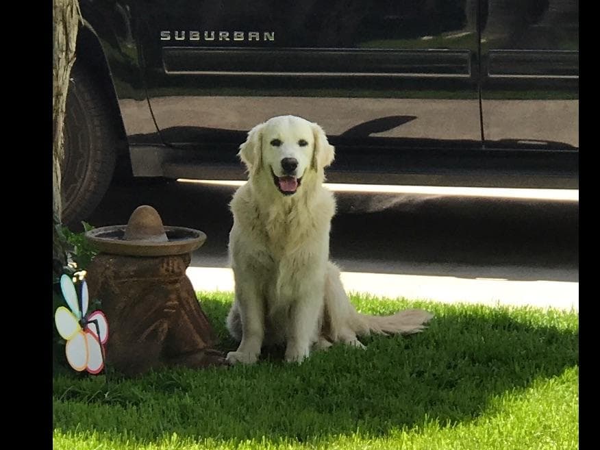 Golden Retriever Puppies breeder image 2