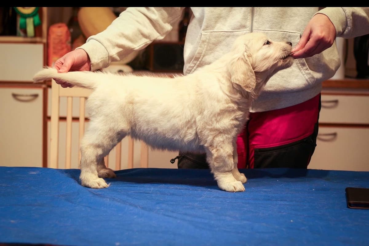 Golden Retriever Puppies breeder image 17